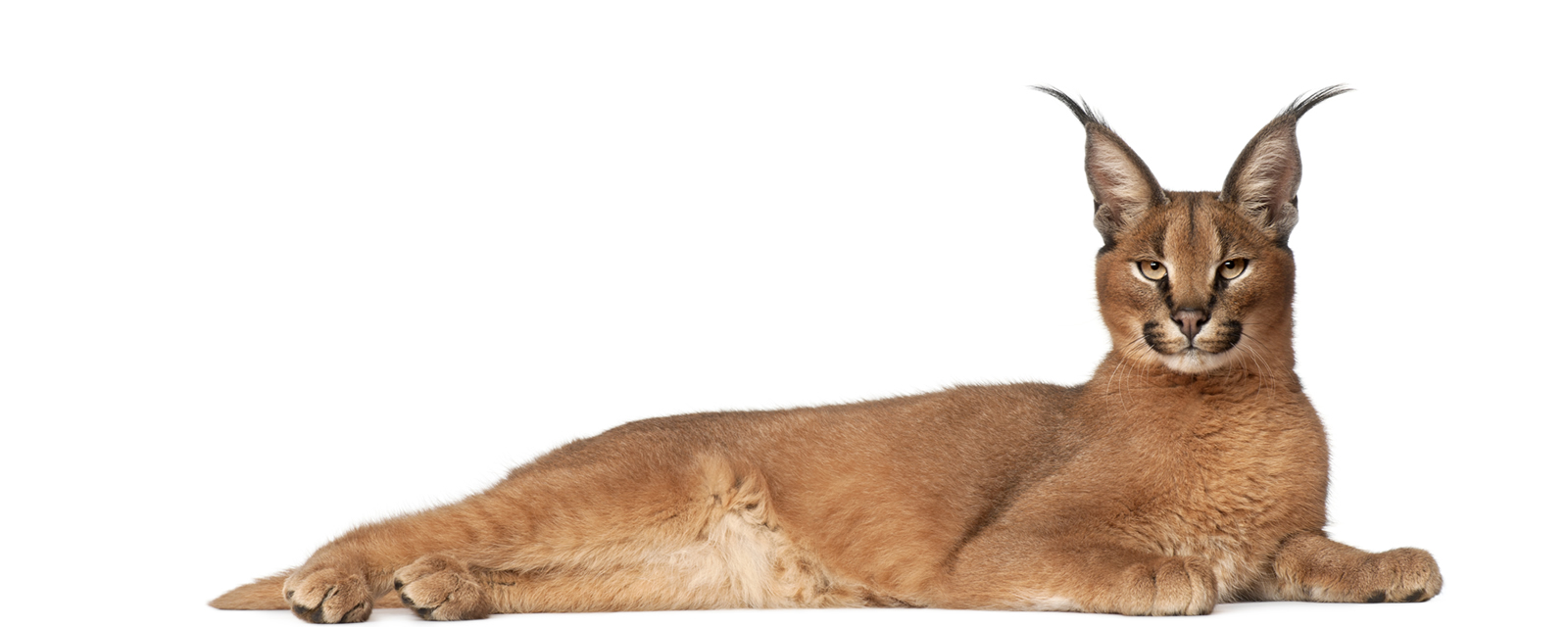 Ce n'est pas un chat ... c'est un Caracat!